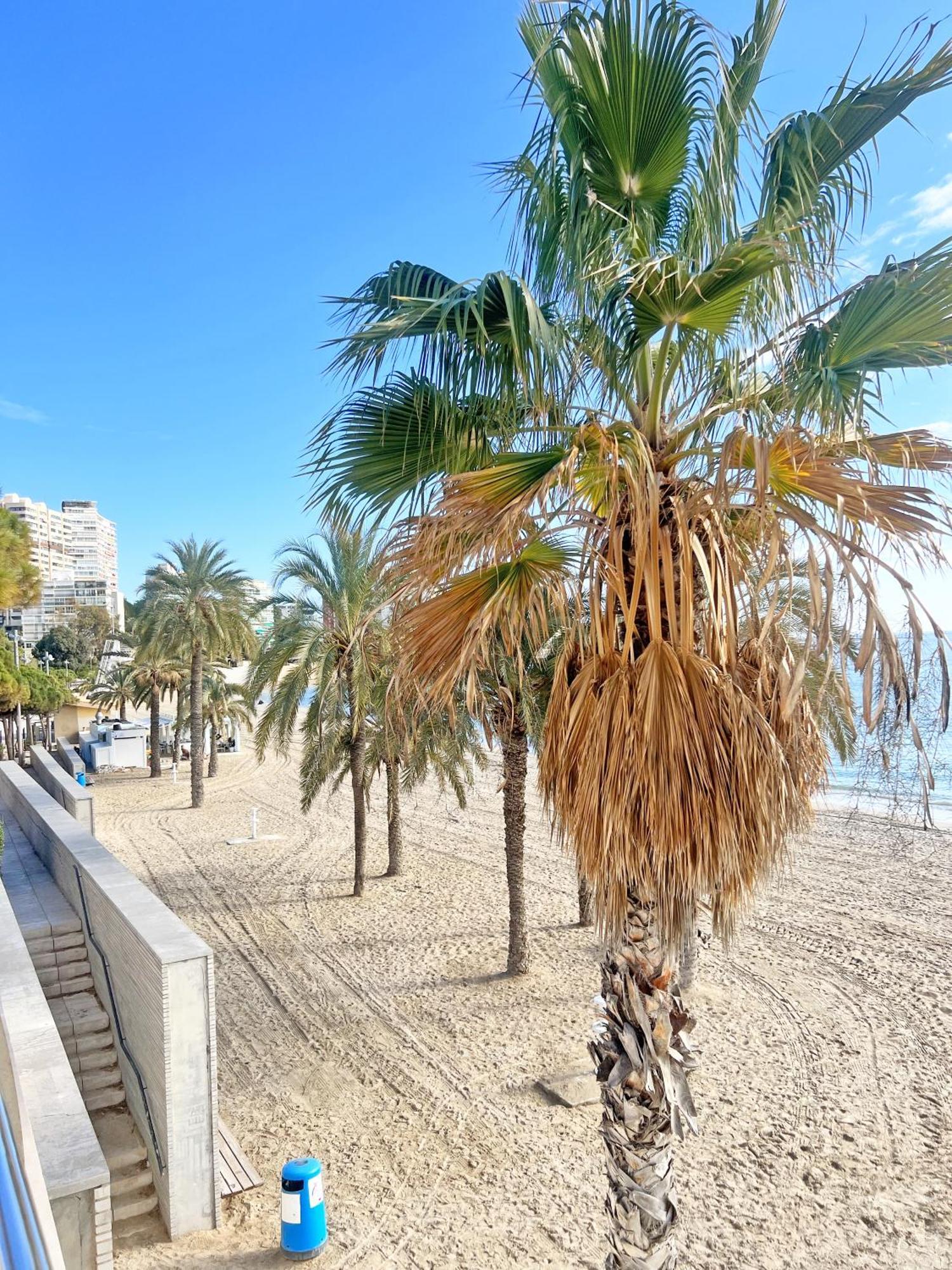 阿利坎特A 100M De La Playa. 2 Hab. A/C公寓 外观 照片